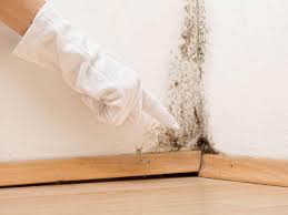 Environmental Consulting for Mold Prevention in Pleak, TX